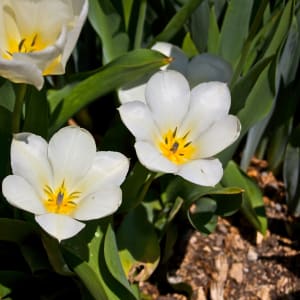 Flower wallpaper