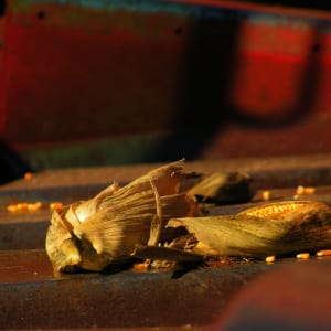Corn on the combine
