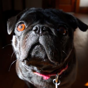 Pepper