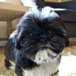 Introducing Scooter!