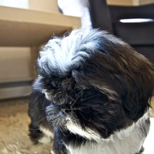 Introducing Scooter!