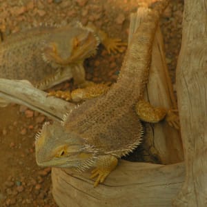 Indianapolis Zoo Photos
