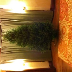 Christmas tree time!