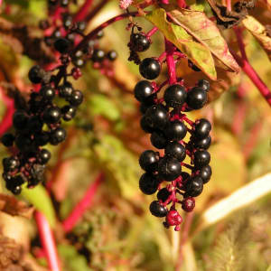 Mysterious Berries
