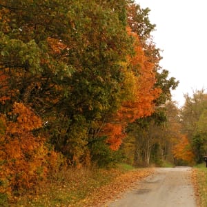 Fall Road