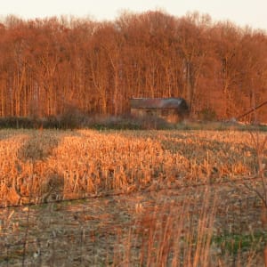Old Shack