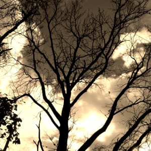 Black Branches