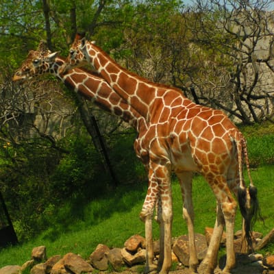 Giraffe