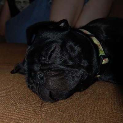 Pepper