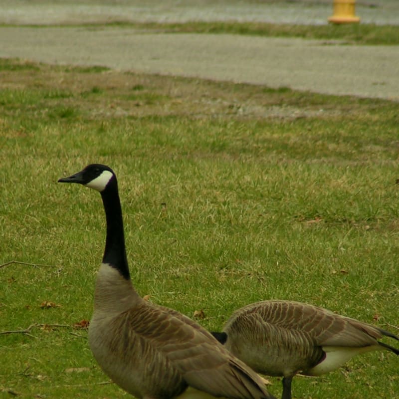 Canada Geese