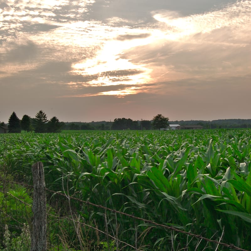 Field at Sunset