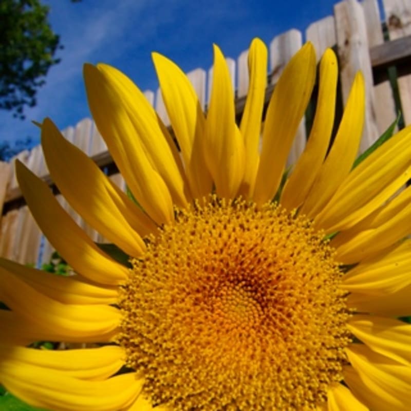 iPhone Wallpaper: Flower