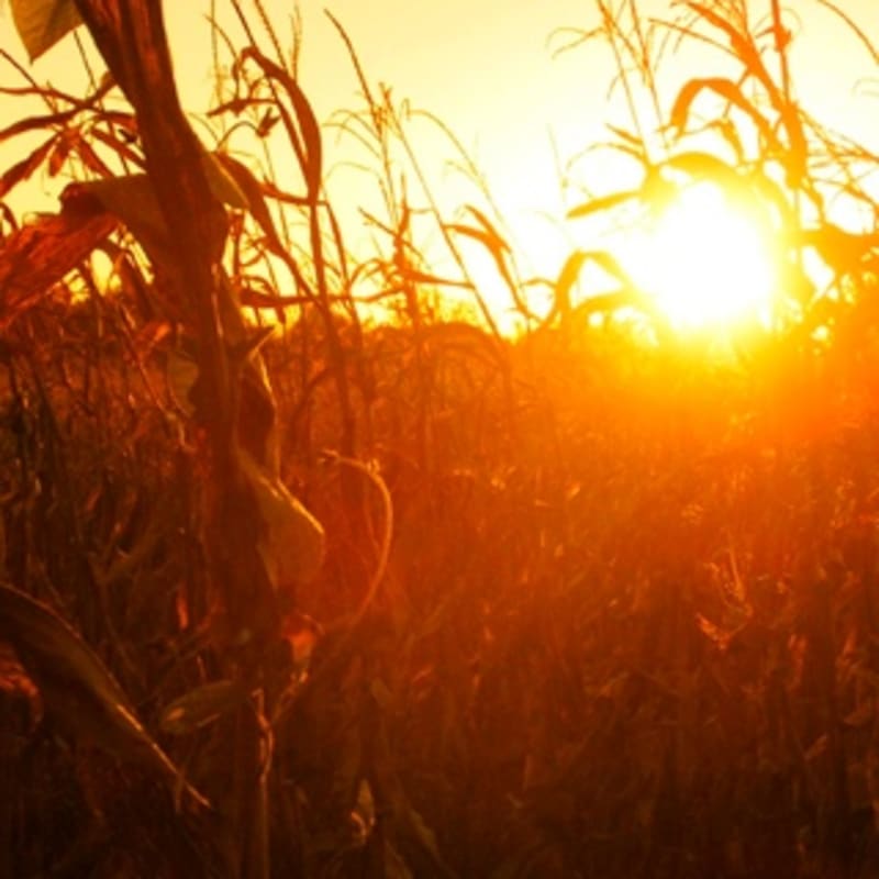 iPhone Wallpaper: Cornfield