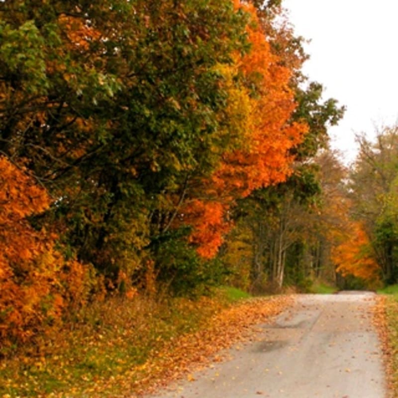iPhone Wallpaper: Fall Road