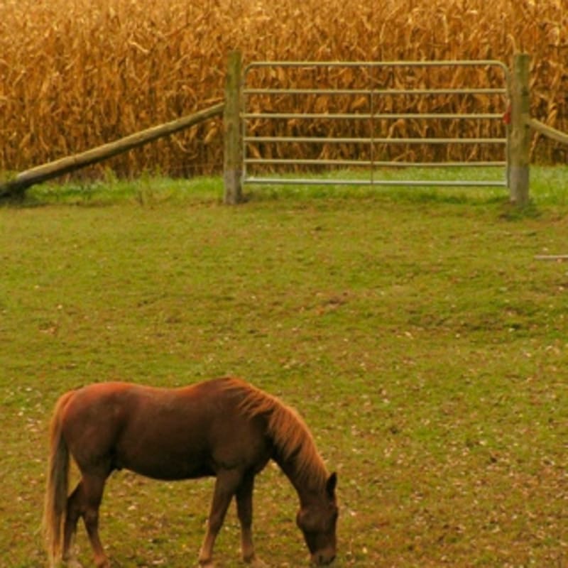 iPhone Wallpaper: Horse