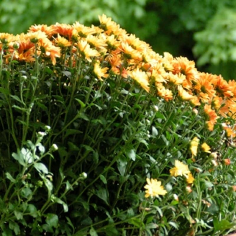 iPhone Wallpaper: Mums