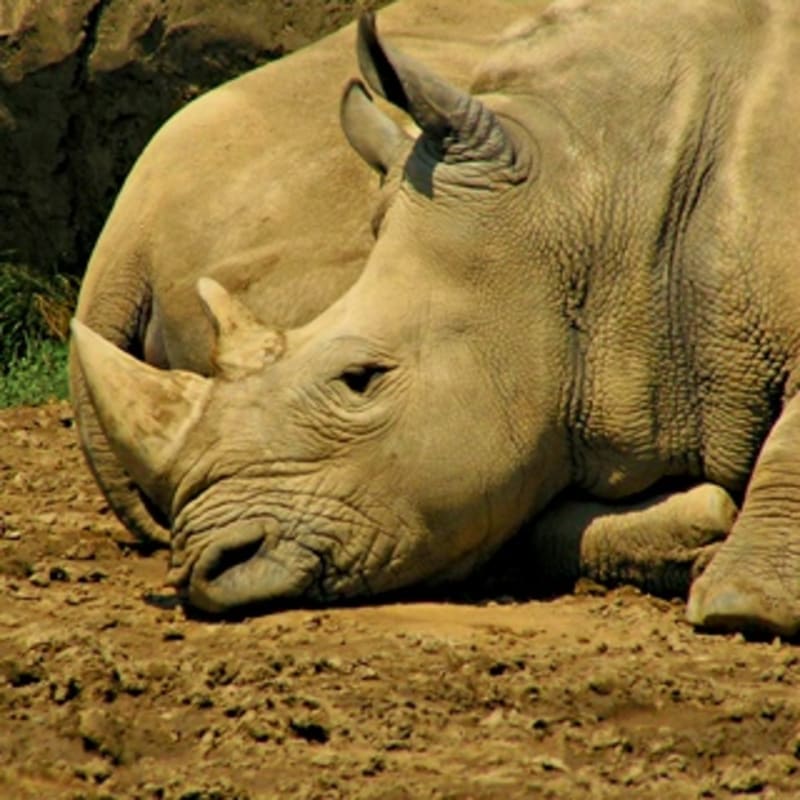 iPhone Wallpaper: Rhino