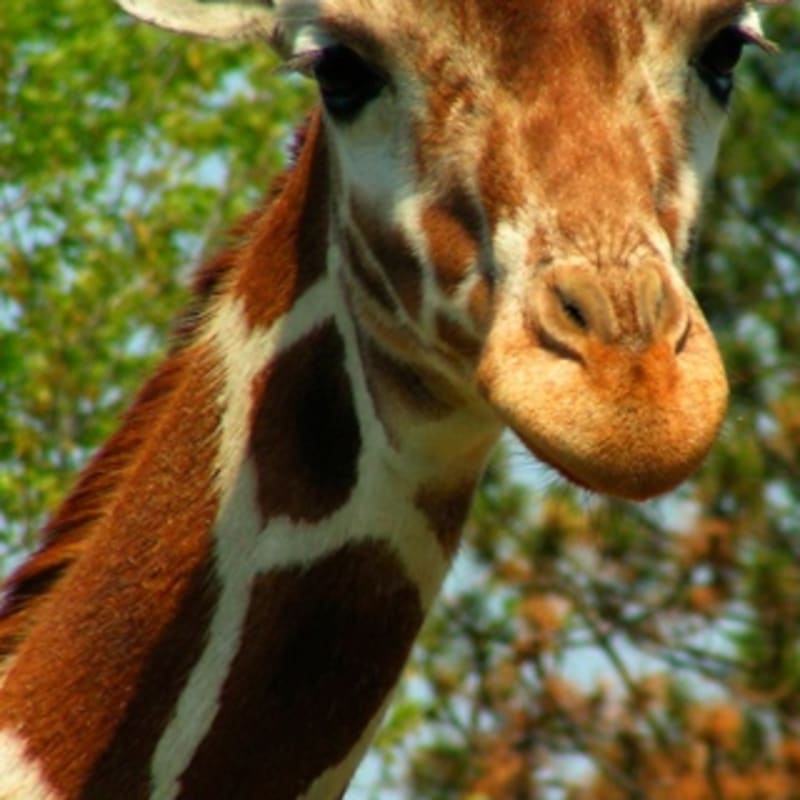 iPhone Wallpaper: Giraffe
