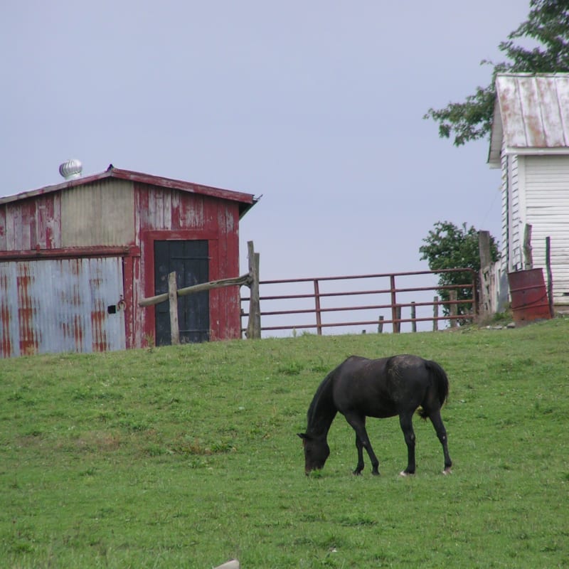 The Horse Farm
