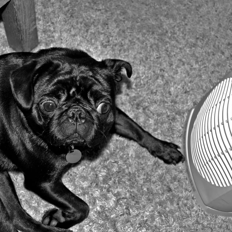 Pepper's old favorite hangout