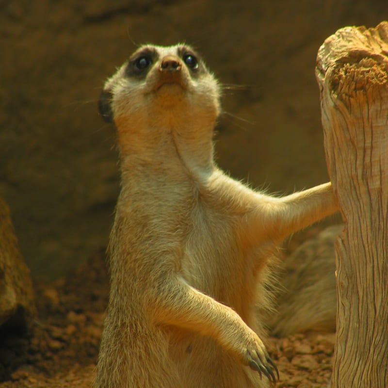 Indianapolis Zoo Photos