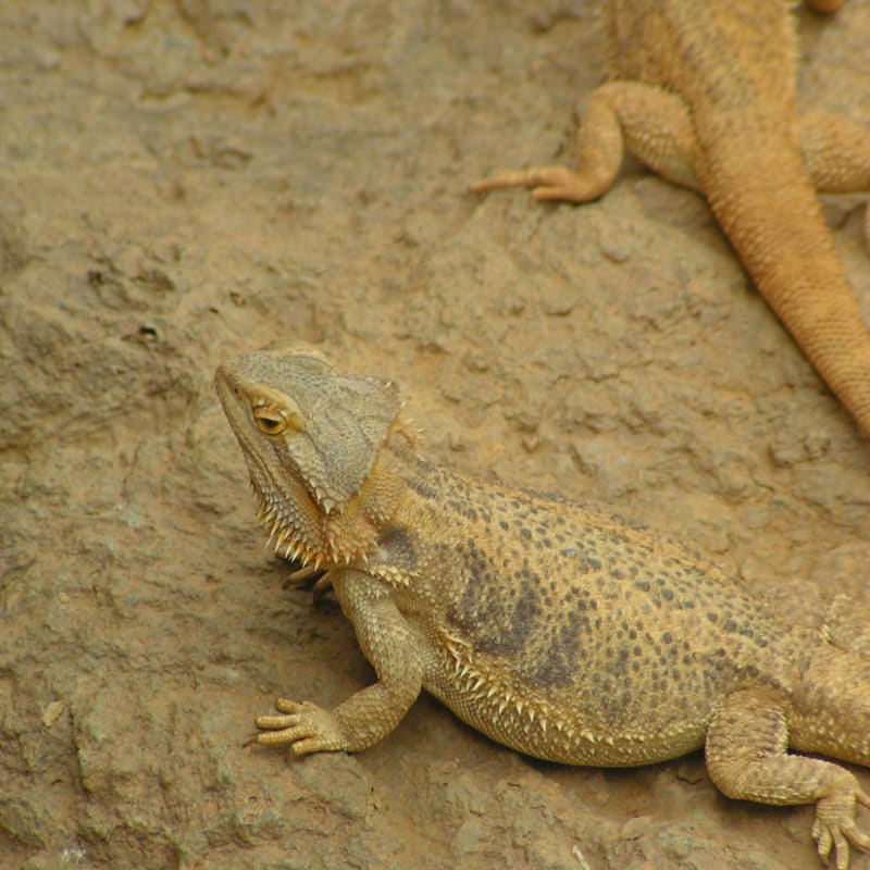 Indianapolis Zoo Photos