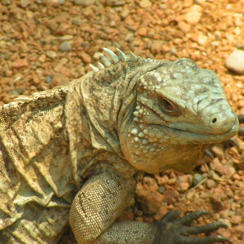 Indianapolis Zoo Photos
