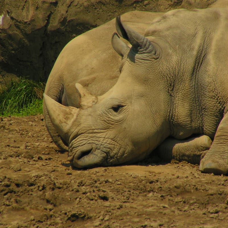 Rhino