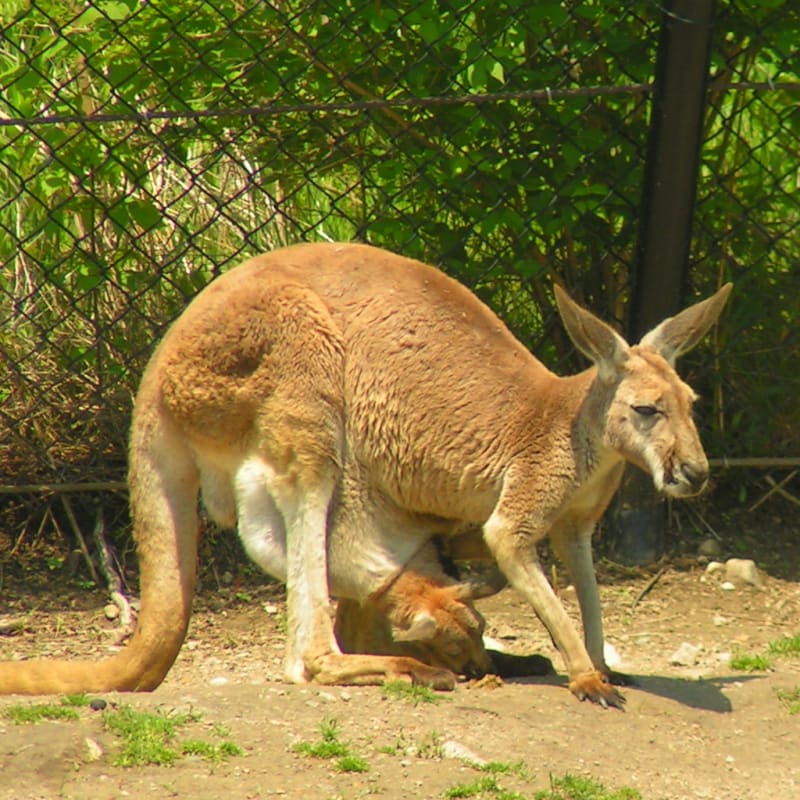 Indianapolis Zoo Photos