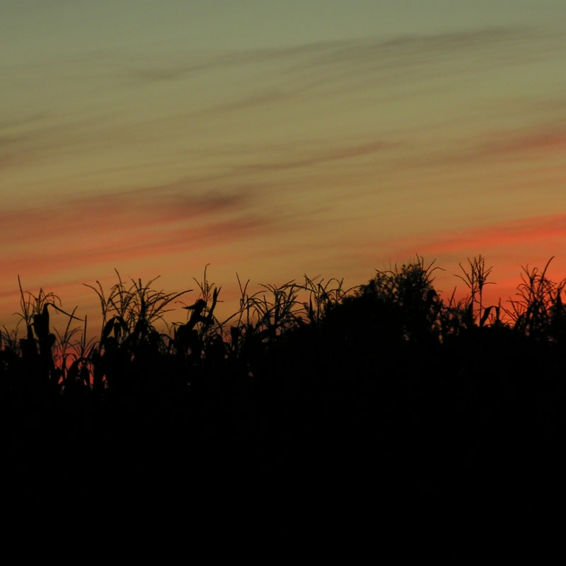 Corn Field Sunset