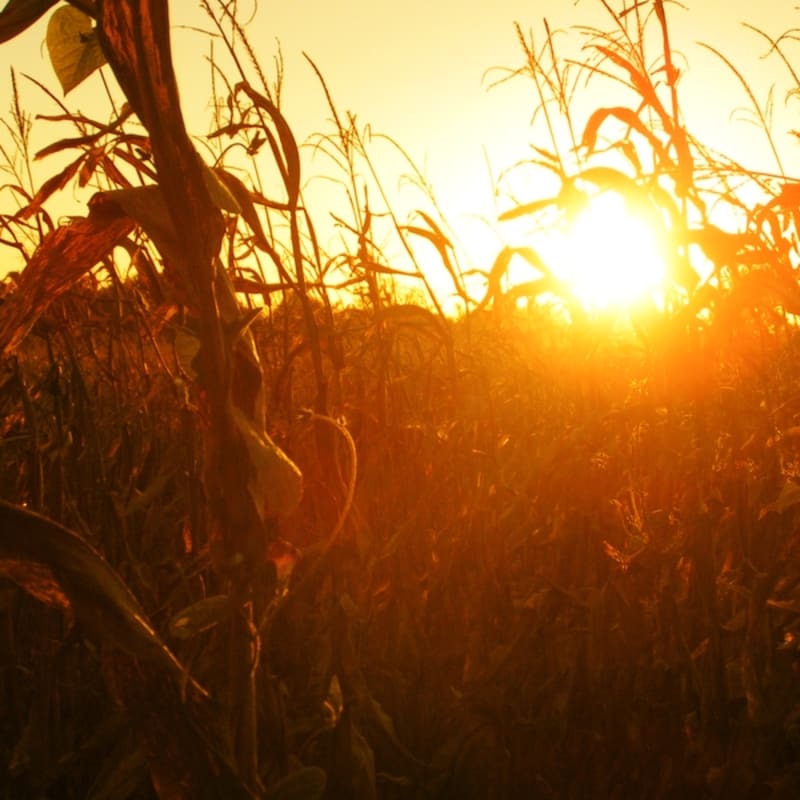 Corn Field