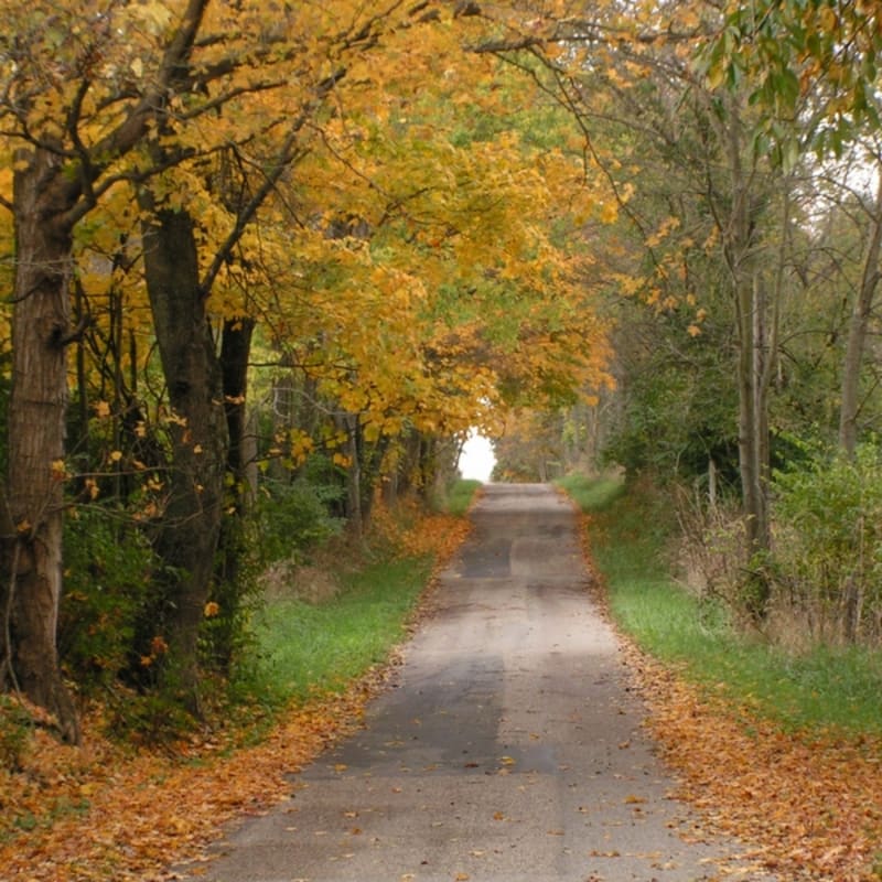 Fall Road