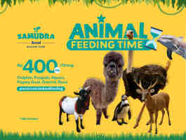 Animal Feeding Time | Kenal Lebih Dekat Dengan Satwa Di Samudra Ancol!
