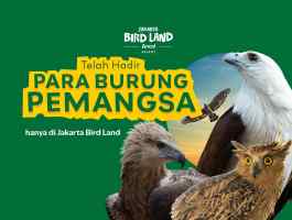 Cuma Di Jakarta Bird Land Bisa Ketemu Langsung Dengan Para Burung Pemangsa?