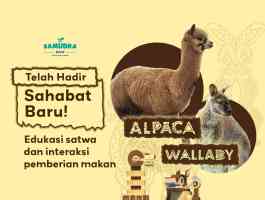 Ketemu Satwa Baru Di Samudra Ancol Yuk! Alpaca Dan Wallaby!