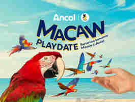 Macaw Playdate! Berteman Bersama Macaw Di Ancol