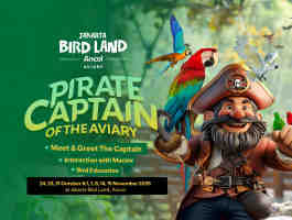 Meet 'N Great With Pirate Captain Of The Aviary | Jakarta Bird Land