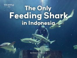 The Only Feeding Shark In Indonesia! Cuma Ada Di Sea World Ancol