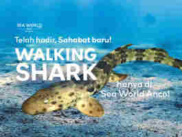 Walking Shark Di Sea World Ancol: Kenalan Dengan Hiu Berjalan Yang Super Unik!