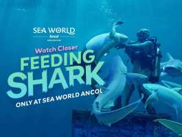 Watch Closer Feeding Shark! Only At Sea World Ancol
