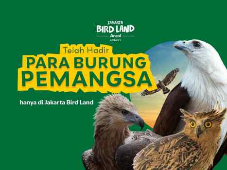 Cuma Di Jakarta Bird Land Bisa Ketemu Langsung Dengan Para Burung Pemangsa?