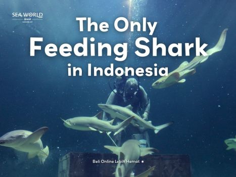 The Only Feeding Shark In Indonesia! Cuma Ada Di Sea World Ancol