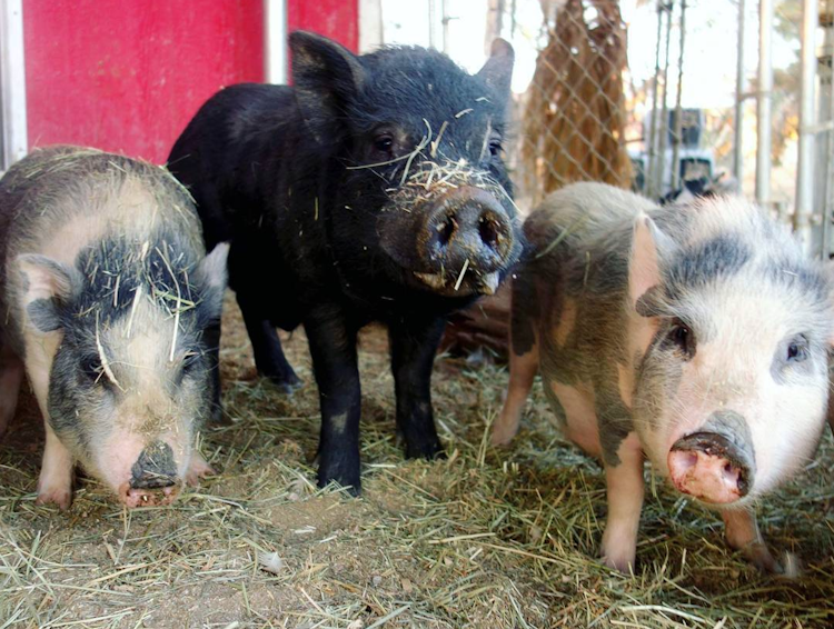 Mobile Barnyard Bonanza Petting Zoo or Cool Critters Show