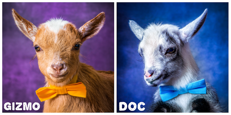Party Goats LA