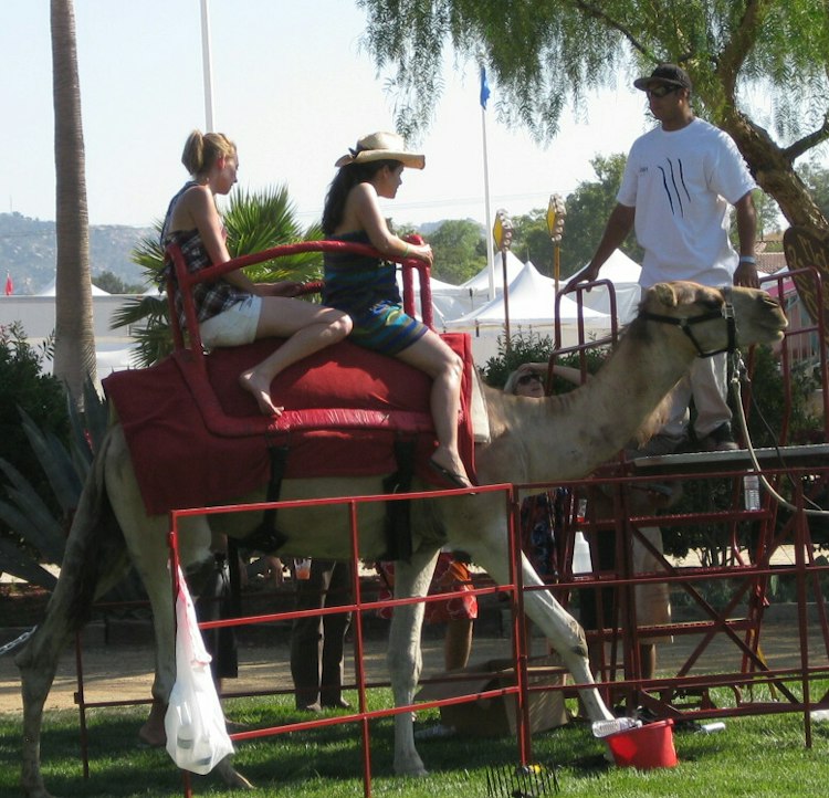 Exotic Animals, Petting Zoos & Pony Rides