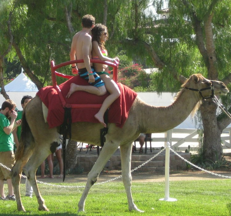 Exotic Animals, Petting Zoos & Pony Rides