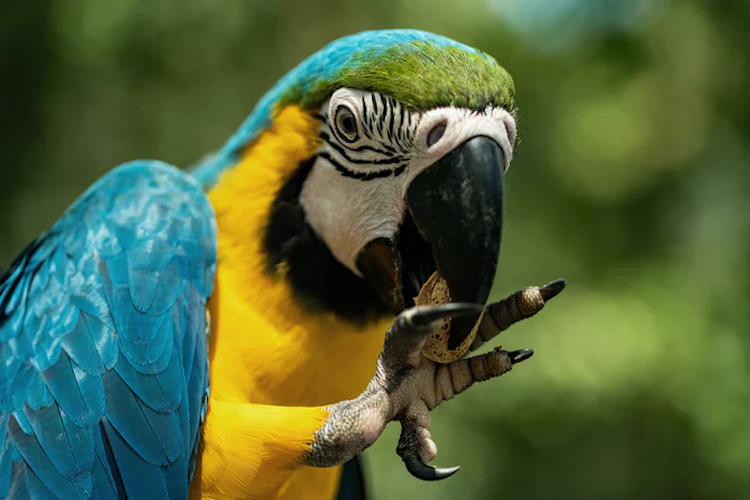 Parrot Entertainment & Pirate Rentals