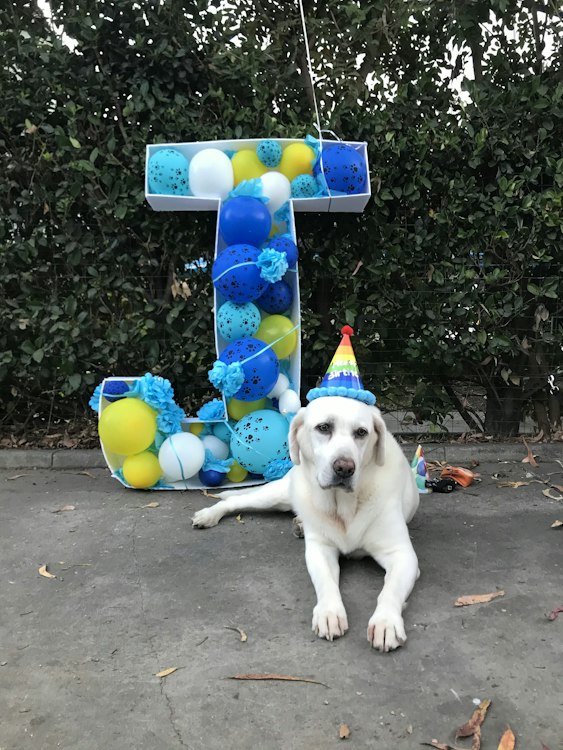 Dog and Cat Events