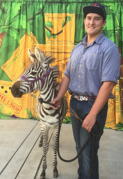 All Animal Events