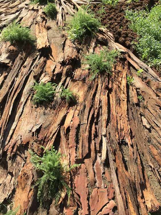 In To The Woods (Sustainable Decor Studio)